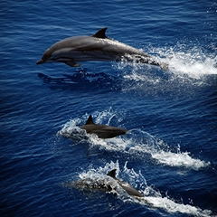 Whale Watching - Sri Lanka Navy Marine Tours